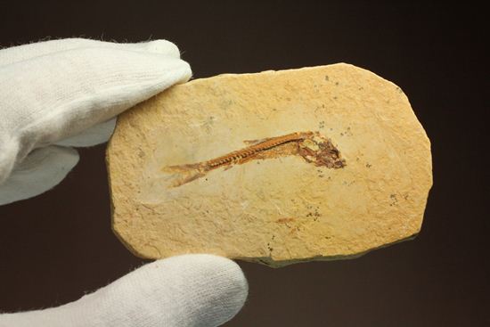5000万年前の魚化石（その4）