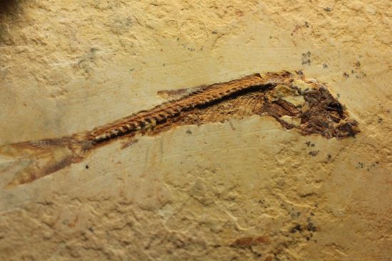 5000万年前の魚化石（その6）