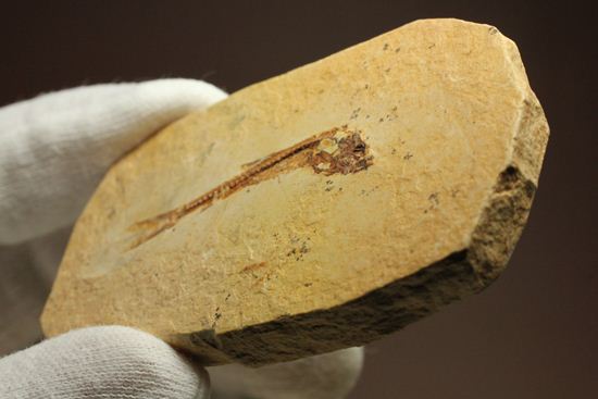 5000万年前の魚化石（その7）