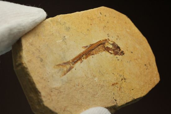 5000万年前の魚化石（その8）