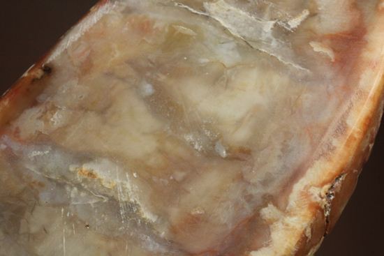 恐竜のウンチ化石、コプロライト(coprolite)(その11)