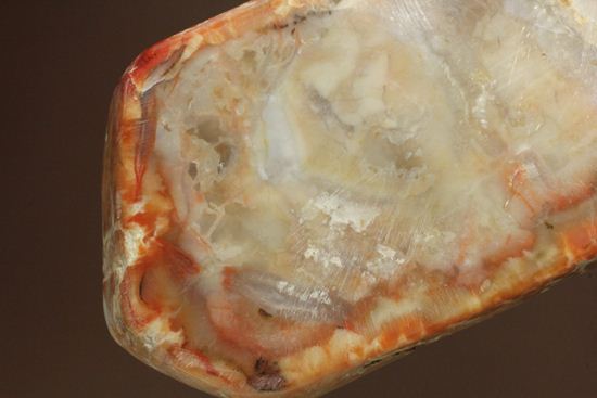 恐竜のウンチ化石、コプロライト(coprolite)(その12)