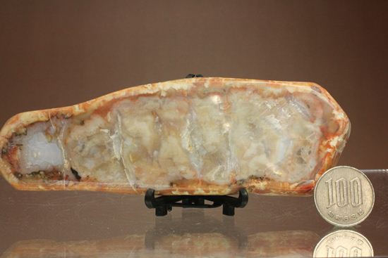 恐竜のウンチ化石、コプロライト(coprolite)(その13)