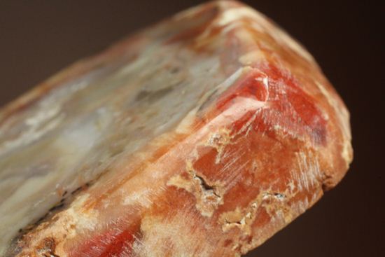 恐竜のウンチ化石、コプロライト(coprolite)(その16)