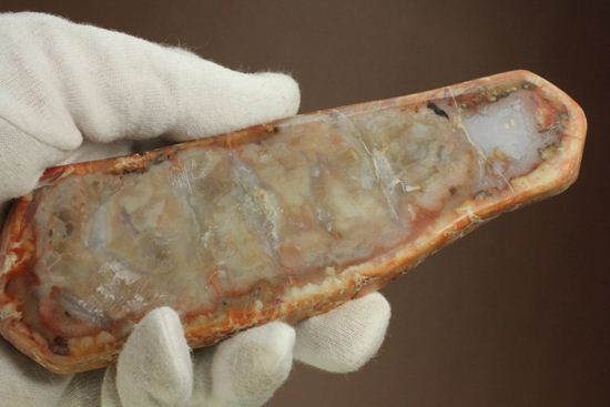 恐竜のウンチ化石、コプロライト(coprolite)(その2)