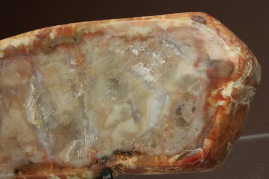 恐竜のウンチ化石、コプロライト(coprolite)(その3)