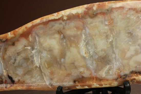 恐竜のウンチ化石、コプロライト(coprolite)(その4)