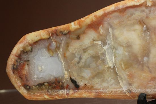 恐竜のウンチ化石、コプロライト(coprolite)(その5)