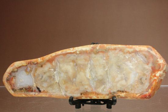 恐竜のウンチ化石、コプロライト(coprolite)(その6)