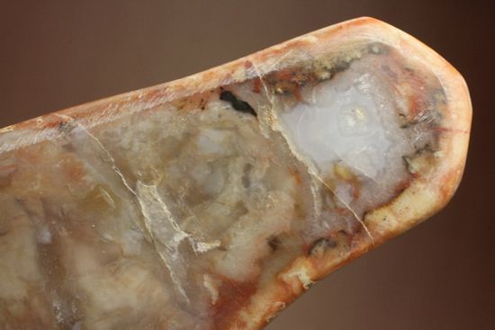 恐竜のウンチ化石、コプロライト(coprolite)(その7)