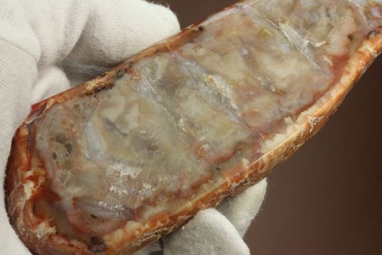 恐竜のウンチ化石、コプロライト(coprolite)(その8)