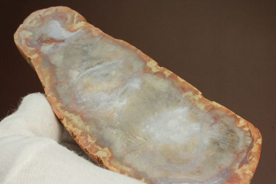 恐竜のウンチ化石、コプロライト(coprolite)(その9)