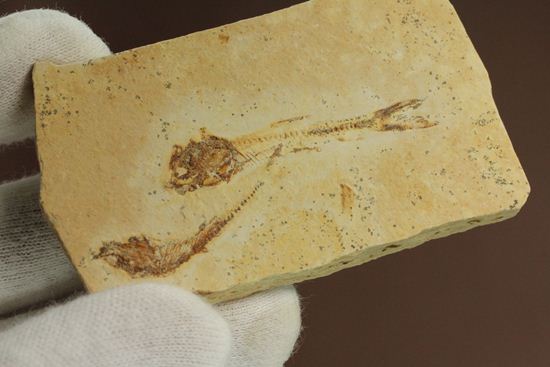 5000万年前の魚化石（その11）