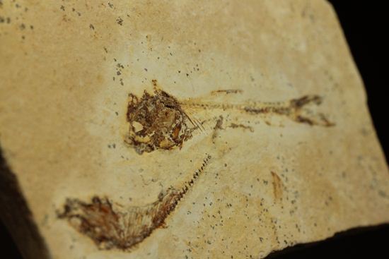 5000万年前の魚化石（その12）