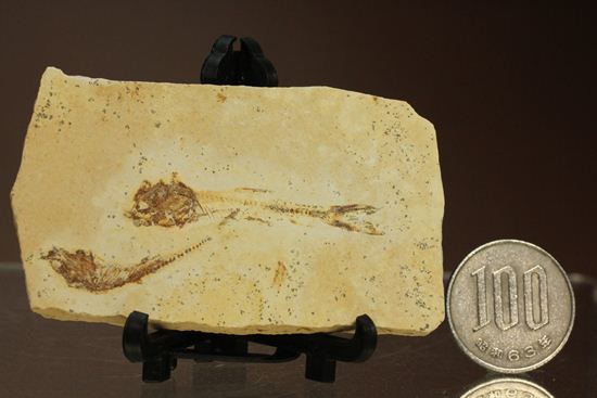 5000万年前の魚化石（その13）