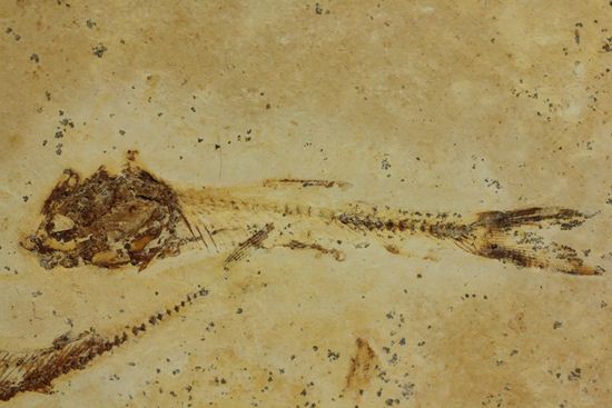 5000万年前の魚化石（その3）