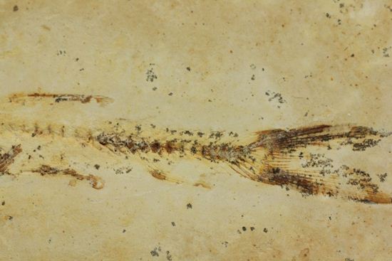 5000万年前の魚化石（その5）