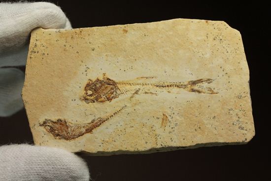 5000万年前の魚化石（その8）