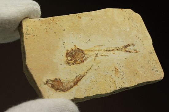 5000万年前の魚化石（その9）