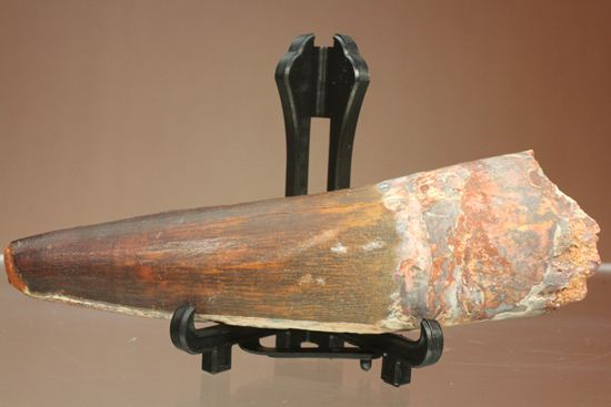 表面の縦シワがよくわかる、スピノサウルスのノーブル歯化石(Spinosaurus)(その1)