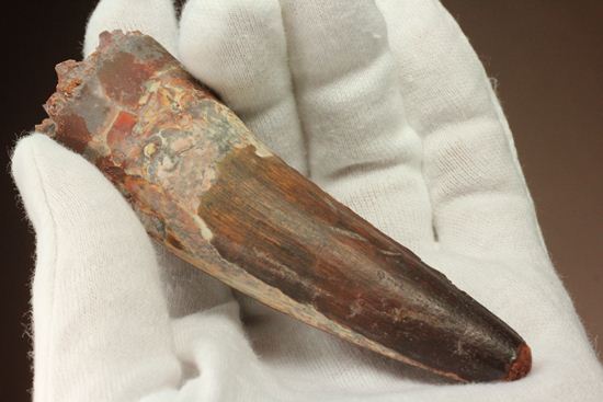 表面の縦シワがよくわかる、スピノサウルスのノーブル歯化石(Spinosaurus)(その10)