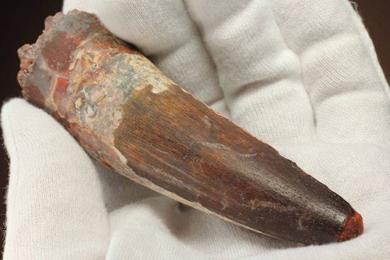 表面の縦シワがよくわかる、スピノサウルスのノーブル歯化石(Spinosaurus)(その11)