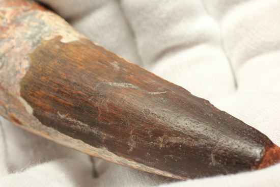 表面の縦シワがよくわかる、スピノサウルスのノーブル歯化石(Spinosaurus)(その12)