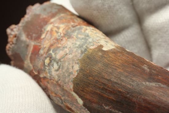 表面の縦シワがよくわかる、スピノサウルスのノーブル歯化石(Spinosaurus)(その13)