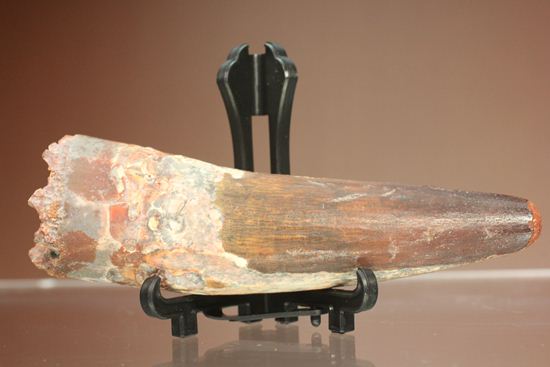 表面の縦シワがよくわかる、スピノサウルスのノーブル歯化石(Spinosaurus)(その5)