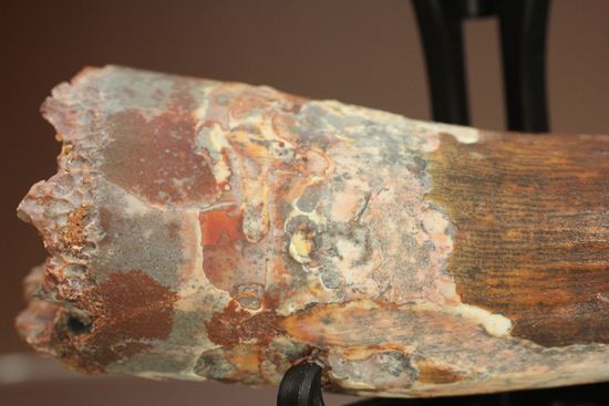 表面の縦シワがよくわかる、スピノサウルスのノーブル歯化石(Spinosaurus)(その6)