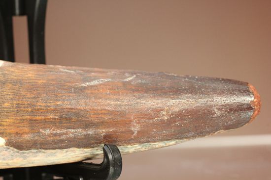表面の縦シワがよくわかる、スピノサウルスのノーブル歯化石(Spinosaurus)(その7)