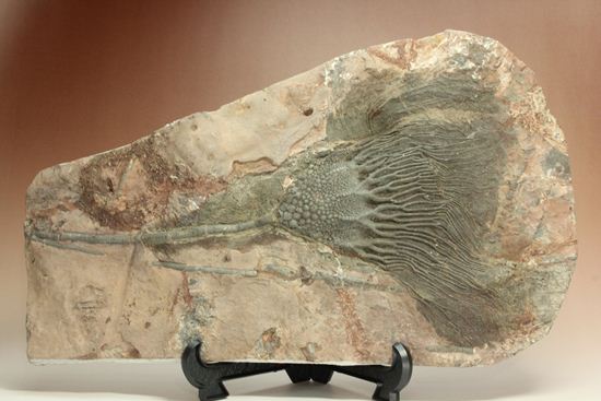 33cmの大ぶりウミユリ一級標本(その1)