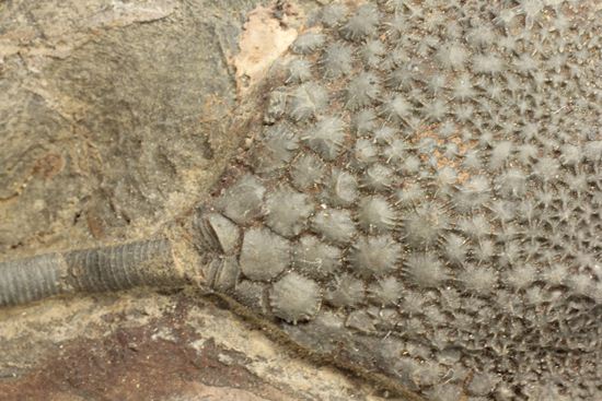 33cmの大ぶりウミユリ一級標本(その10)