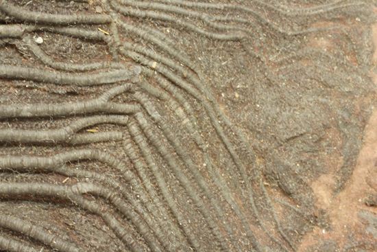 33cmの大ぶりウミユリ一級標本(その12)