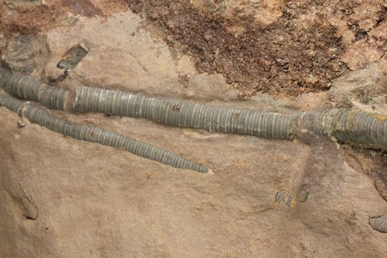 33cmの大ぶりウミユリ一級標本(その13)