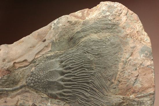 33cmの大ぶりウミユリ一級標本(その14)