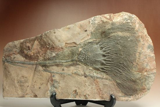 33cmの大ぶりウミユリ一級標本(その16)