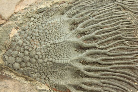 33cmの大ぶりウミユリ一級標本(その3)