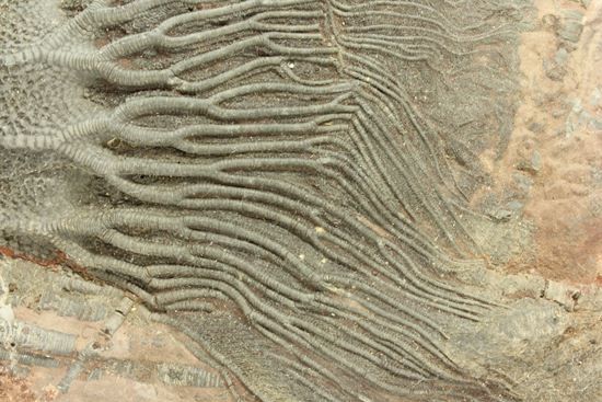 33cmの大ぶりウミユリ一級標本(その4)