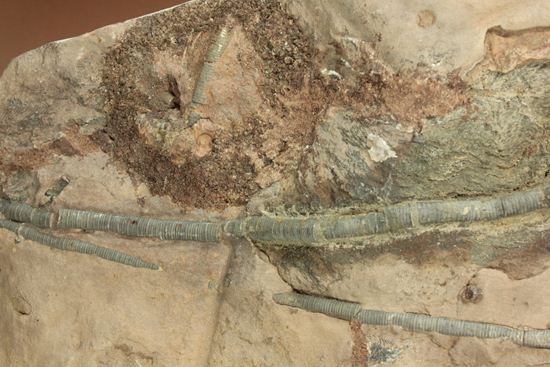 33cmの大ぶりウミユリ一級標本(その5)