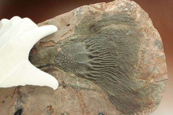 33cmの大ぶりウミユリ一級標本(その6)