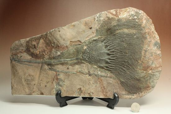33cmの大ぶりウミユリ一級標本(その7)