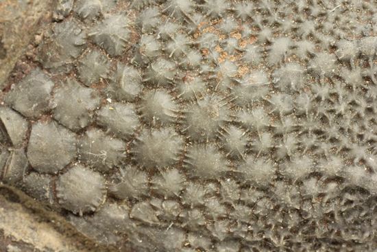 33cmの大ぶりウミユリ一級標本(その9)