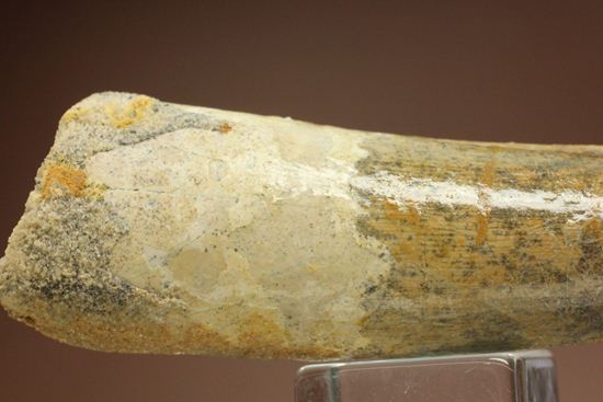 肉食恐竜スピノサウルスの歯根付き歯化石(Spinosaurus)(その10)
