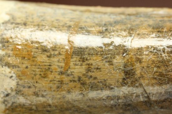肉食恐竜スピノサウルスの歯根付き歯化石(Spinosaurus)(その11)