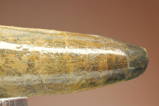 肉食恐竜スピノサウルスの歯根付き歯化石(Spinosaurus)(その12)