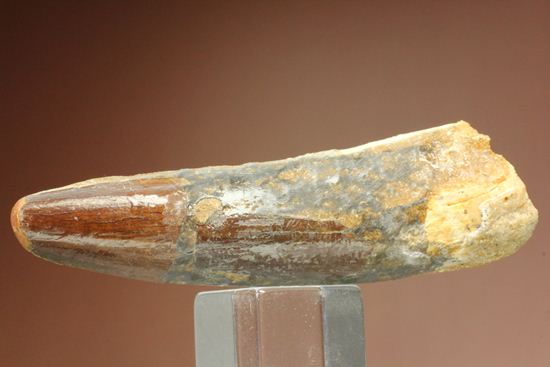 肉食恐竜スピノサウルスの歯根付き歯化石(Spinosaurus)(その13)