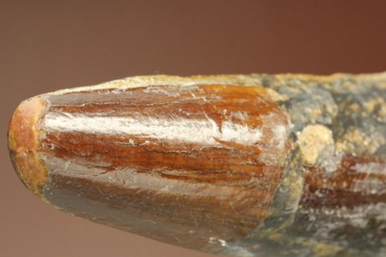 肉食恐竜スピノサウルスの歯根付き歯化石(Spinosaurus)(その14)