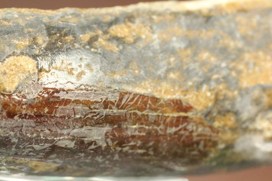 肉食恐竜スピノサウルスの歯根付き歯化石(Spinosaurus)(その15)