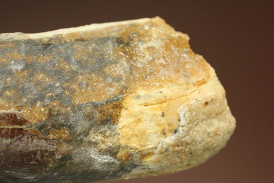 肉食恐竜スピノサウルスの歯根付き歯化石(Spinosaurus)(その16)